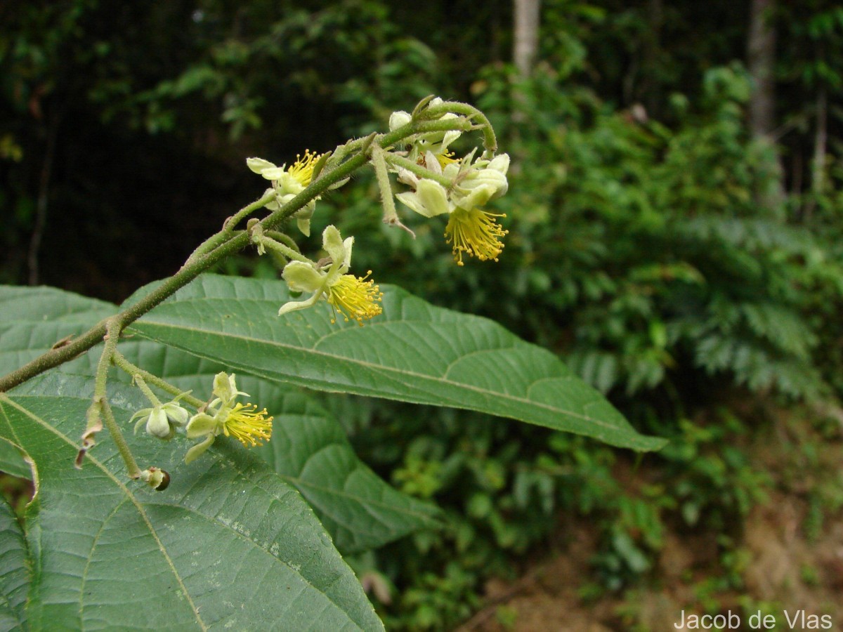 Microcos paniculata L.
